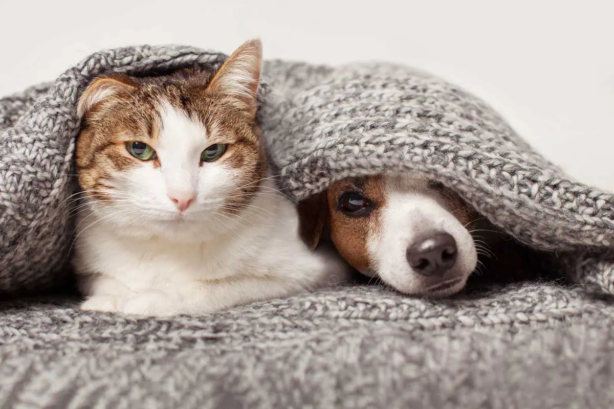 A cat and dog are snuggled up under a blanket looking towards the camera. Image: Tatyana Gladskih / Adobe Stock