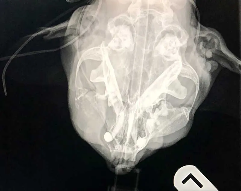 A skull x-ray on a dog.
