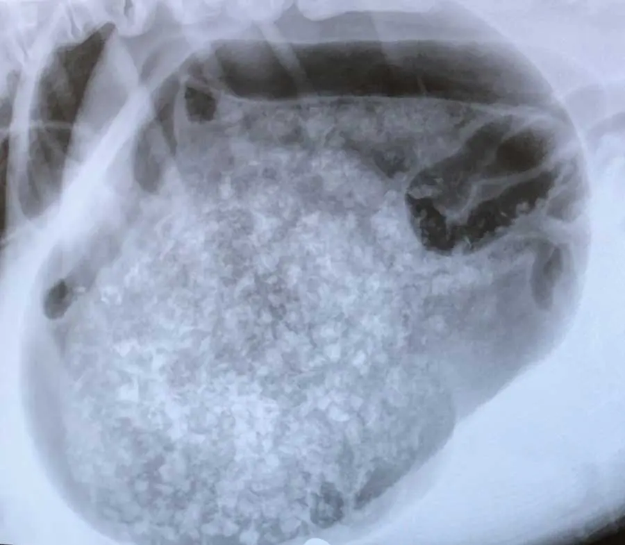  A gastric dilation volvulus on a great Dane.