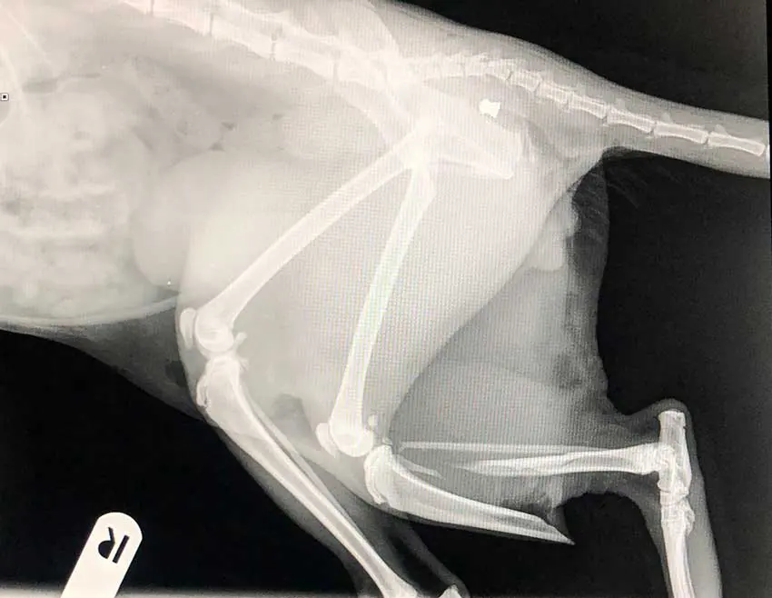 A lateral thoracic spine and a dorsoventral cervical spine x-ray on a dog which has air gun pellets embedded in it.