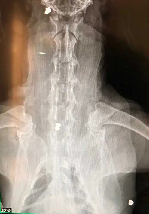 A lateral x-ray of a cat with an air gun pellet visible, as well as a fracture to the tibia and fibula.