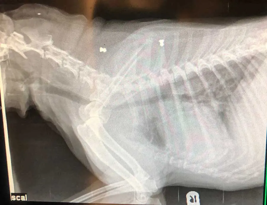 A lateral thoracic spine and a dorsoventral cervical spine x-ray on a dog which has air gun pellets embedded in it.