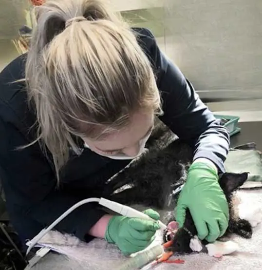 Figure 1. A dog having a dental procedure in practice.