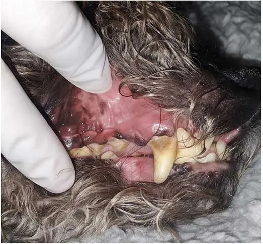 Figure 2. Dental disease in a dog.