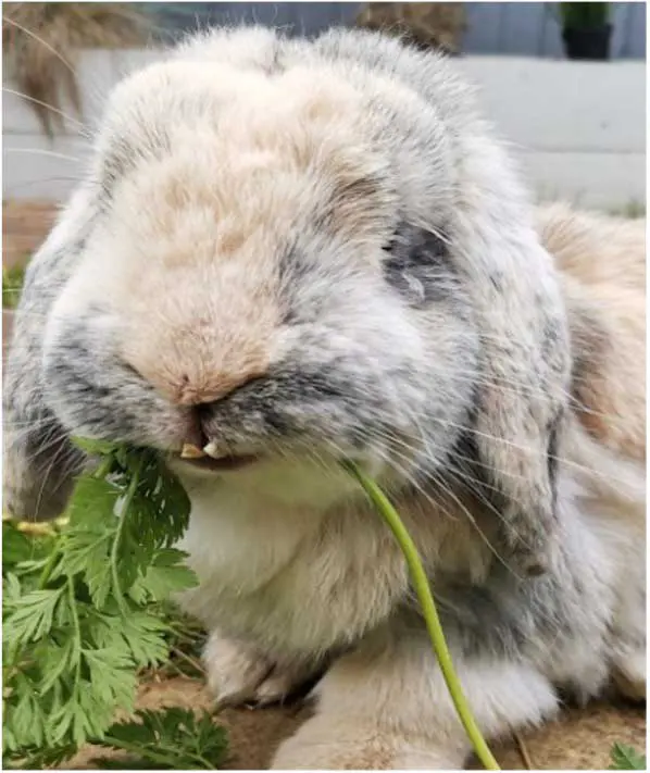 Figure 3. Rabbit with mandible malocclusion causing overgrown teeth.