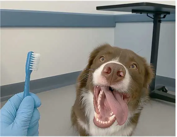 Figure 4. A dog during a dental clinic.