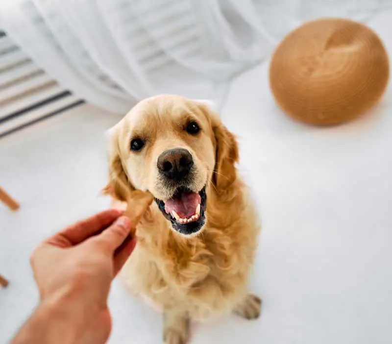 A Labrador-type dog is pictured in a kitchen eyeing the snack it is about to be fed by its owner. Image: Adobe Stock / HBS