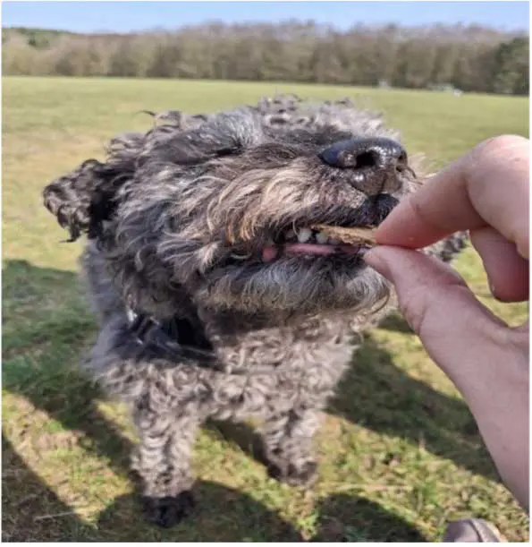 Christmas can be a difficult time to maintain pet weight, with more people around to offer up treats over and above regular meals.