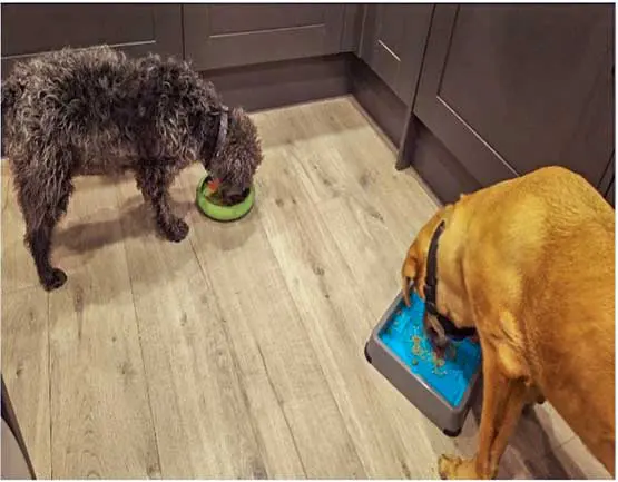 Christmas can be a difficult time to maintain pet weight, with more people around to offer up treats over and above regular meals.