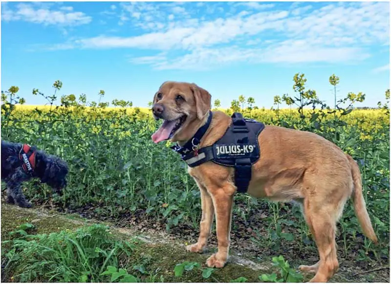 The author adopted 12-year-old Sabrina in January 2025, and implemented a nurse-led weight management plan that tackled not only what she ate, but gradually increased exercise and the duration of walks.