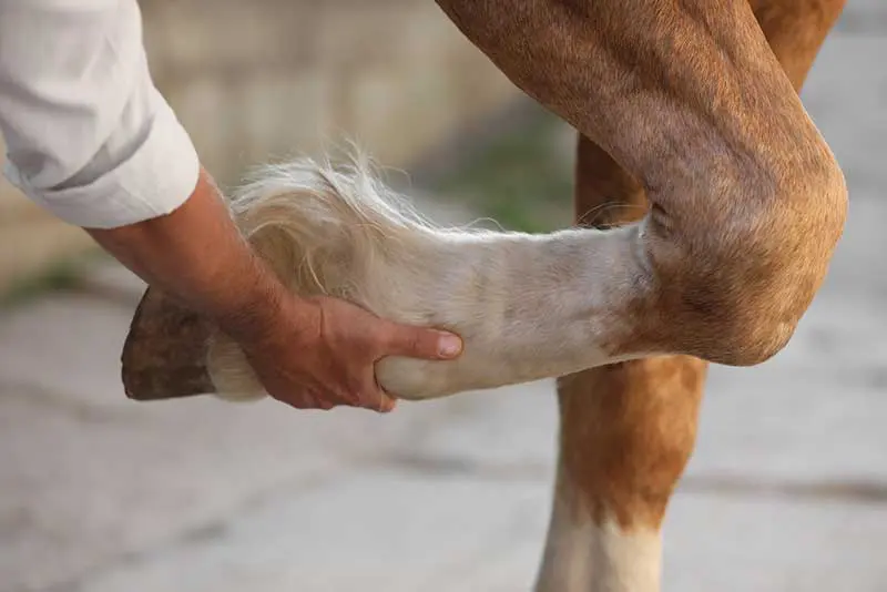 A horse vet lifts one of the legs of a horse to inspect it for tendon injuries. Image: New Africa / Adobe Stock