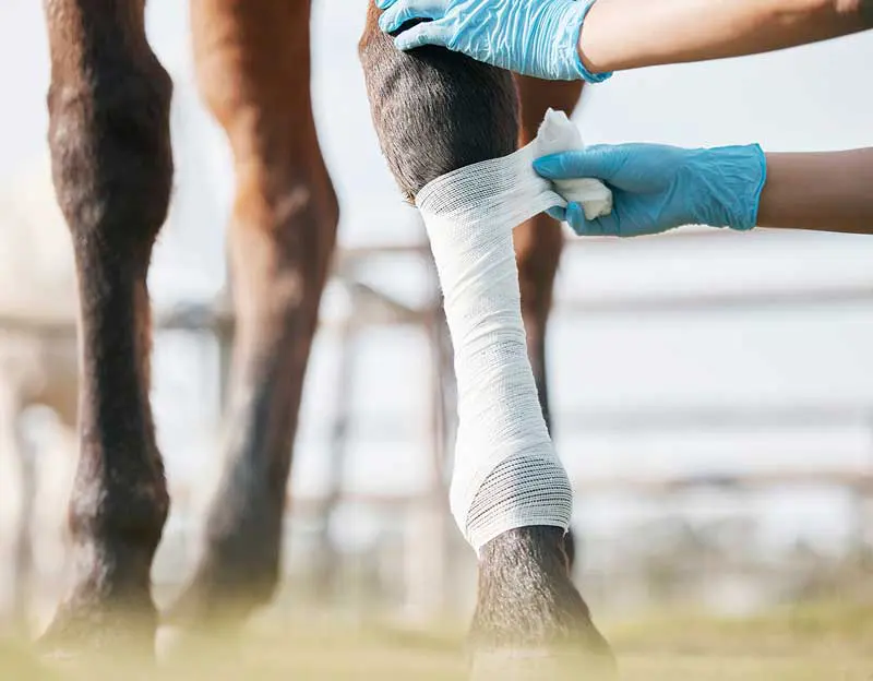 A veterinary professional tends to the leg of a horse with bandaging. Image: Oostendorp/peopleimages.com / Adobe Stock