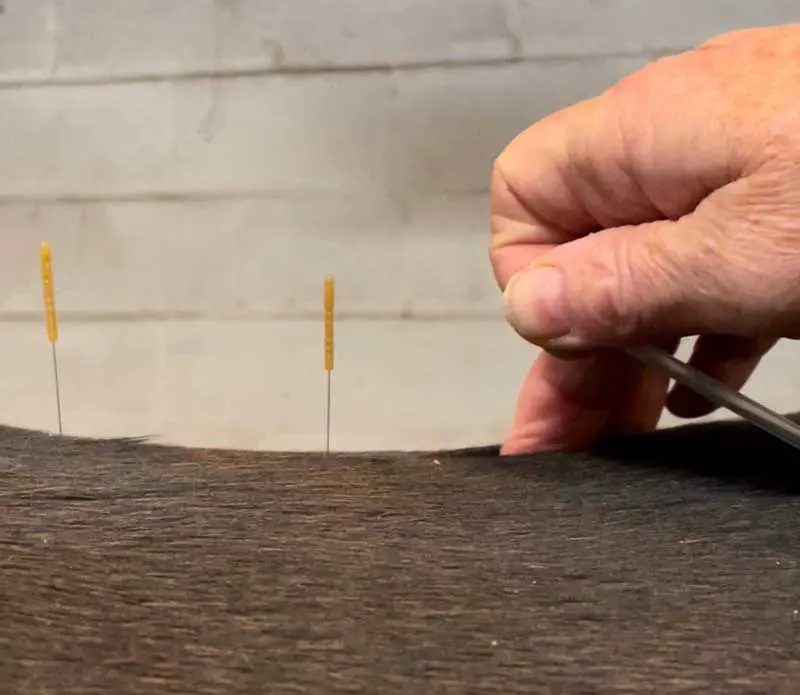 Pohlandt acupuncture