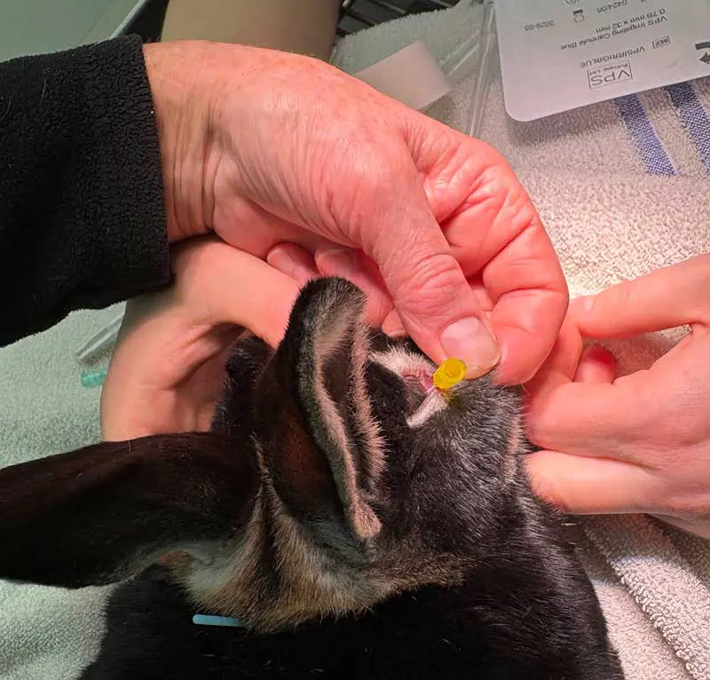 Pohlandt acupuncture