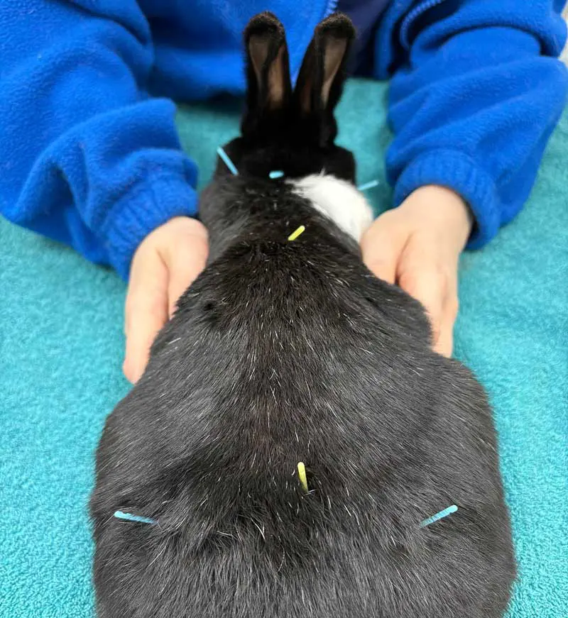 Pohlandt acupuncture 