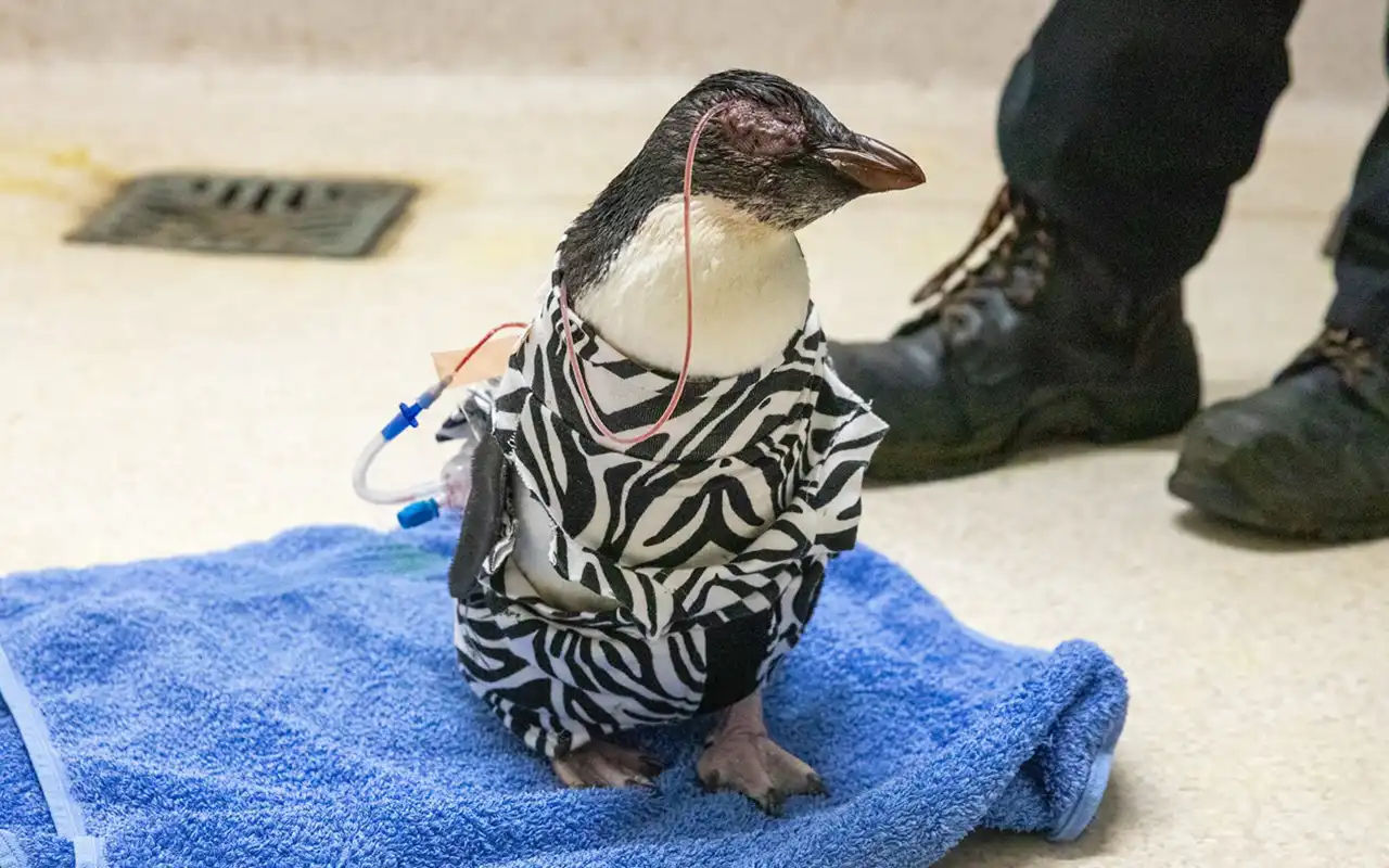 Image of Northern rockhopper penguin in a recovery suit.