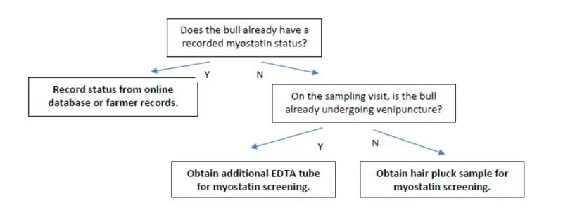 Decision tree for determining bull myostatin status.