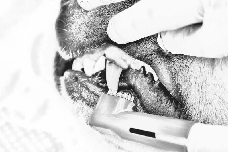 A dog having its teeth and gums cleaned with a toothbrush. Image: Fetrinka / iStock