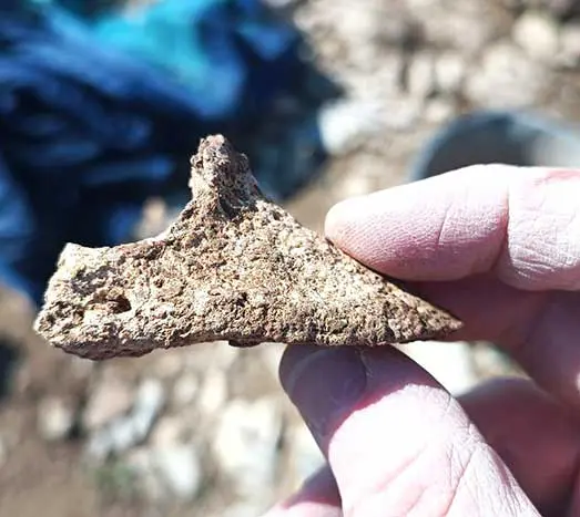 Figure 1. A 1,500-year-old pedal bone found on an archaeological site in south Wales. Image: Cardiff University.