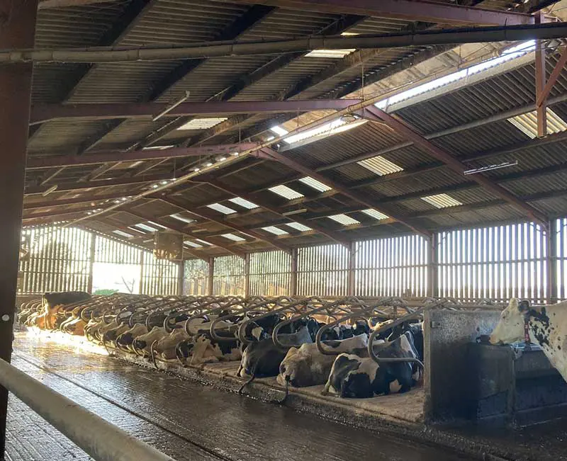 Figure 3. Allowing cows to lie down when they want, for as long as they need is an important part of lameness management.