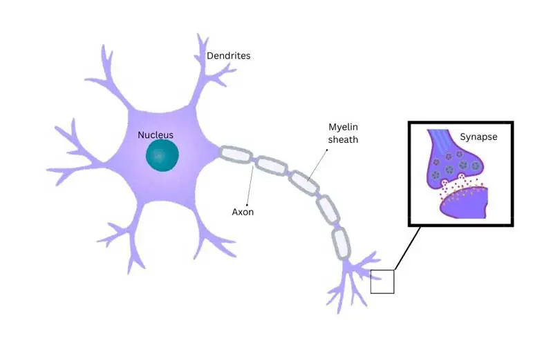 Figure 2. Schematic diagram of a neuron.
