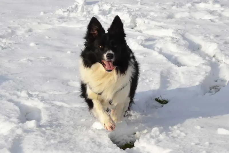 Figure 3. A border collie, one of the numerous breeds prone to seizures.