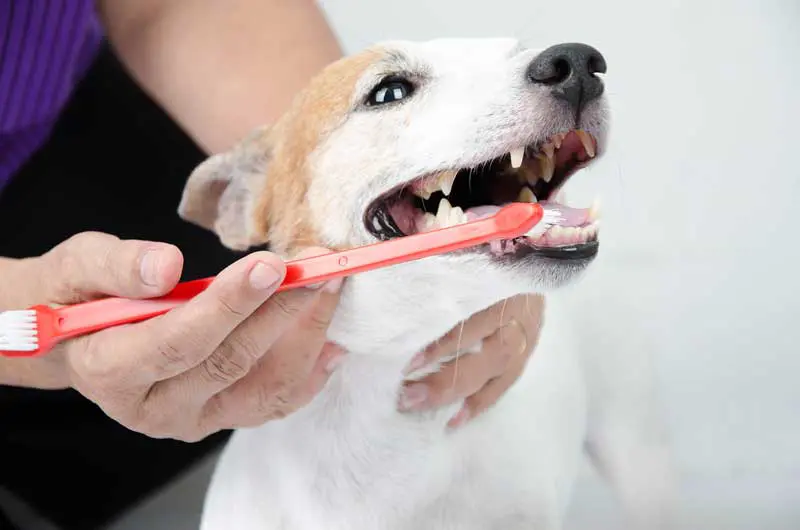 Dog having its teeth brushed. Image: wckiw / Adobe Stock