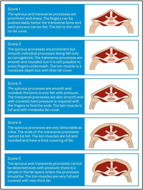 Figure 1. Ovine body condition scoring with clear descriptors and visual representation (AHDB, 2024).