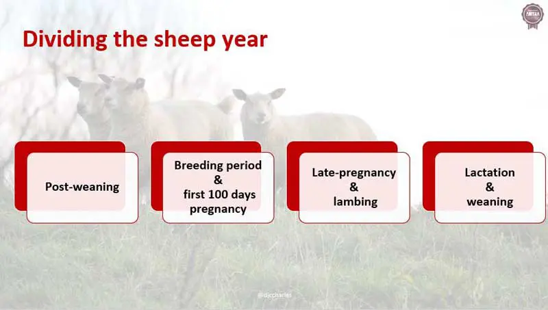 Figure 3. Dividing the sheep year into four stages based on the ewe (Charles, 2025a).