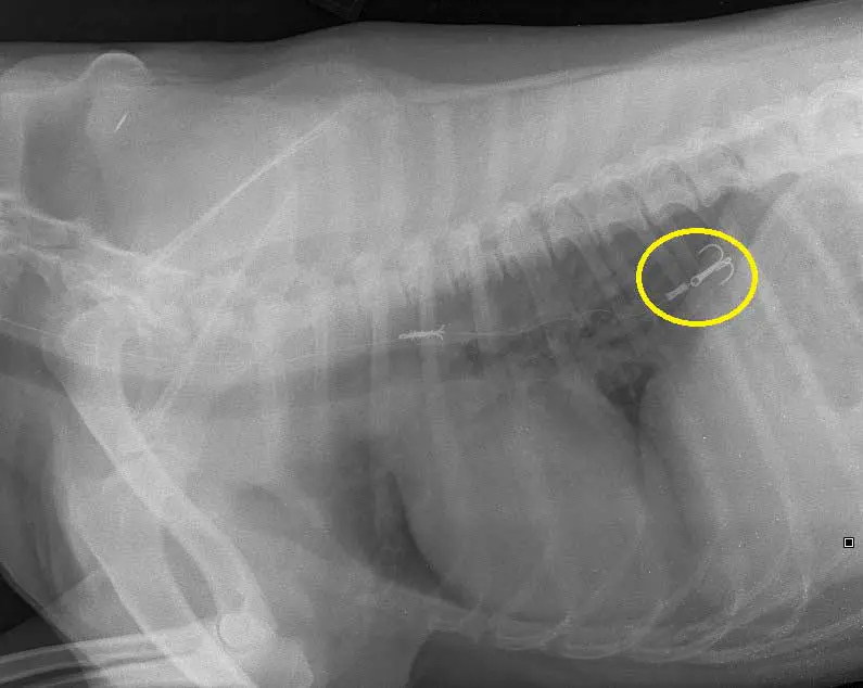 The three-pronged hook on x-ray in Chip. It was removed through endoscopy.