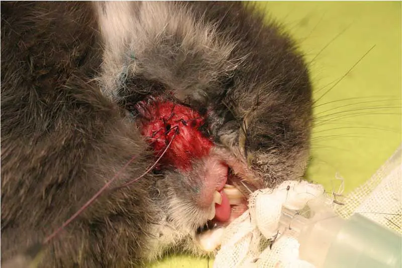 Figure 4. Intraoperative view of marsupialising a dental abscess. These wounds need to be cleaned daily and kept open for as long as possible. This may be resented by patients and difficult for owners to perform.
