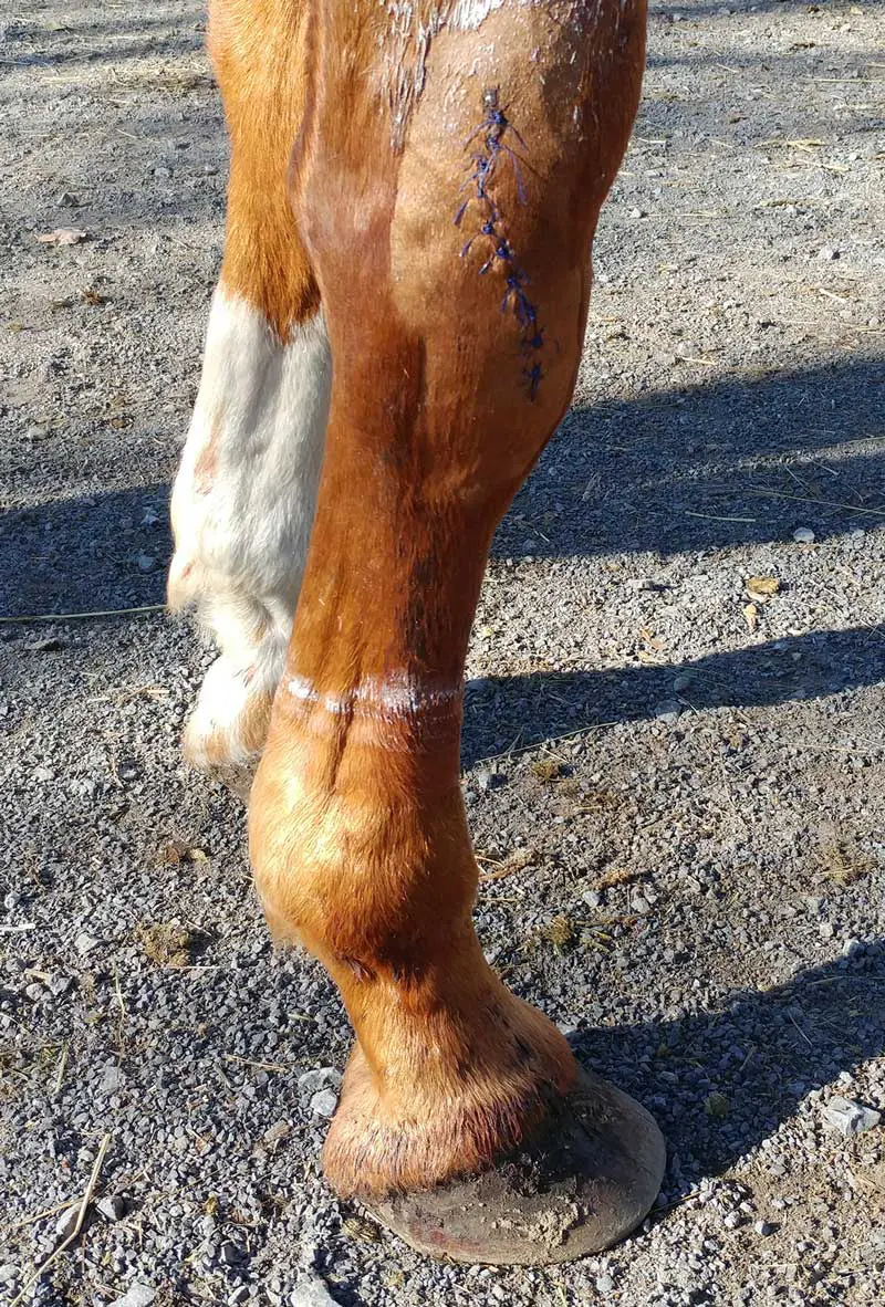 Horse limb injury. Image: patb56 / Adobe Stock