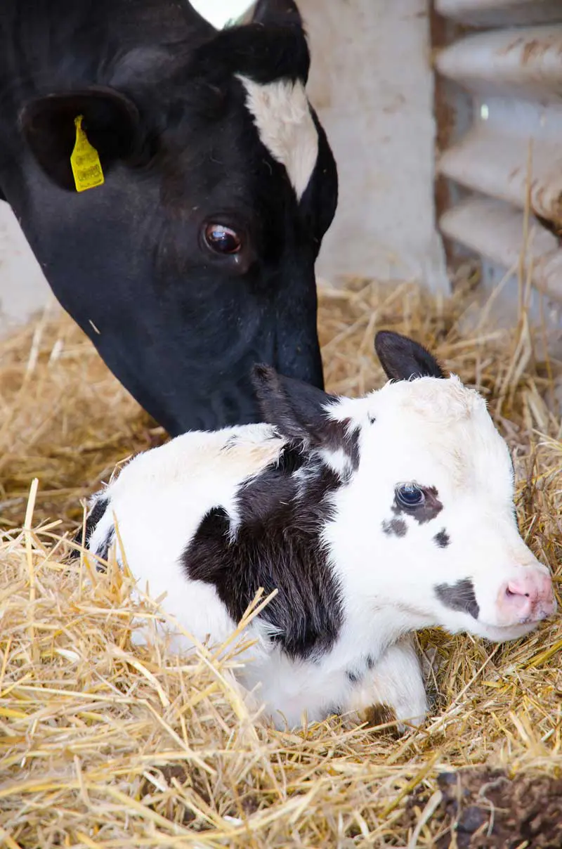 Image of a young cow calf with its mother lying on straw. Image: cromam70 / Adobe Stock