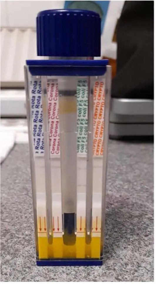 Figure 1. Author’s photo of a scour-check test used to identify Escherichia coli in a scour outbreak on farm.