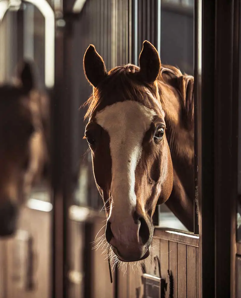 Horse in a stable Image: peterzayda / Adobe Stock