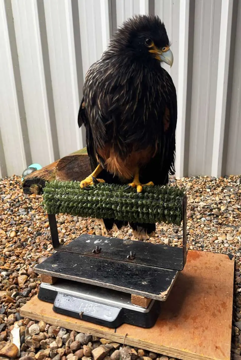 Five weeks post-stroke.