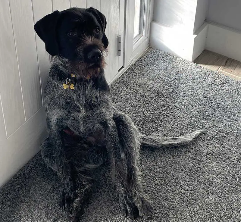 Figure 1. Patients not sitting “square”, with their hocks, stifles and hips in alignment, can be an early sign of joint discomfort, before other changes such as lameness are apparent. Educating owners of the relevance of such changes remains a challenge.