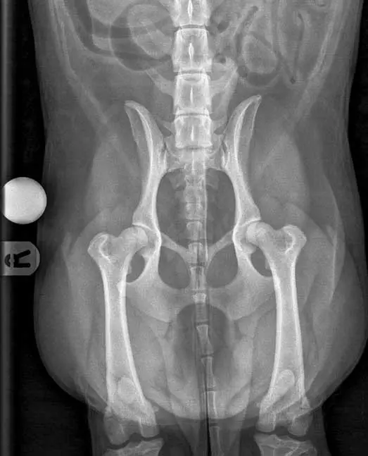 Figure 2. This x-ray of a young spaniel shows hip dysplasia of the right hip, and milder changes in the left; however, the radiographic changes of OA itself are not yet visible. 