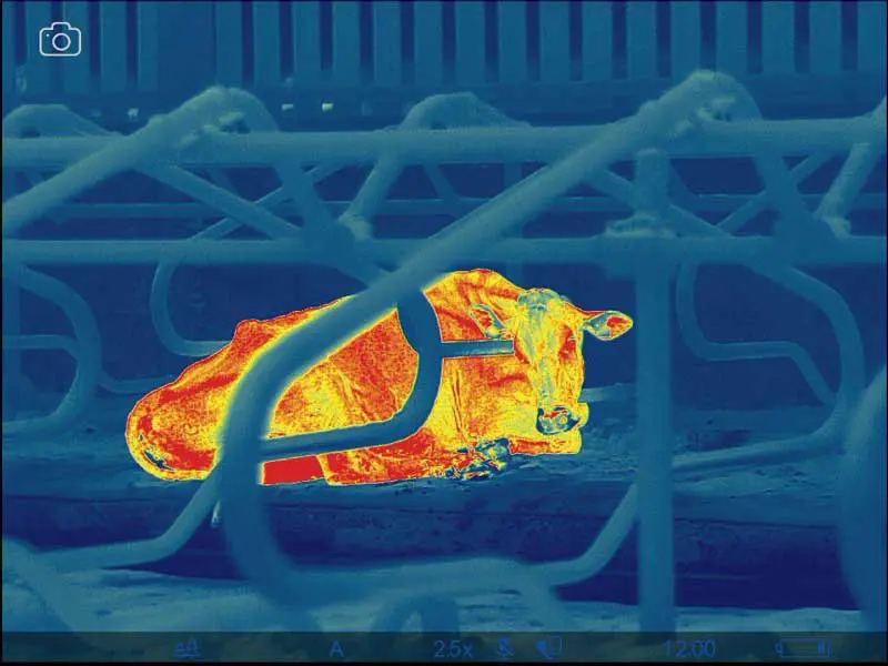 Figure 2. Cows heat up when they lie down and will stand up to cool down. During periods of heat stress, lying times can reduce by up to three hours per day, leading to an increase in claw horn lesions that can cause lameness.