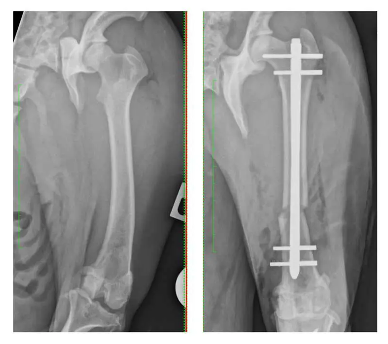 Figure 3. Distal femoral varus deformity can be appreciated in plain radiographs, though CT is more sensitive for assessment of femoral deformities. Deformity correction involves a closing wedge ostectomy or opening wedge osteotomy. The images show (left) a caudocranial projection of a right femur with distal femoral varus and (right) a caudocranial projection of the same femur following opening wedge osteotomy and fixation with an interlocking nail.