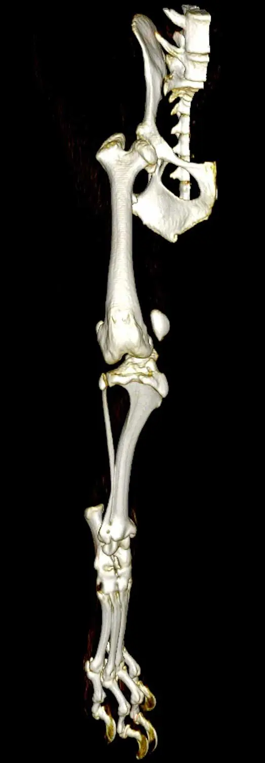 Figure 4. 3D volume rendering of CT images of the hindlimb of a dog with internal rotation of the tibia with respect to the femur, resulting in a medially-positioned tibial tuberosity and high-grade patellar luxation.