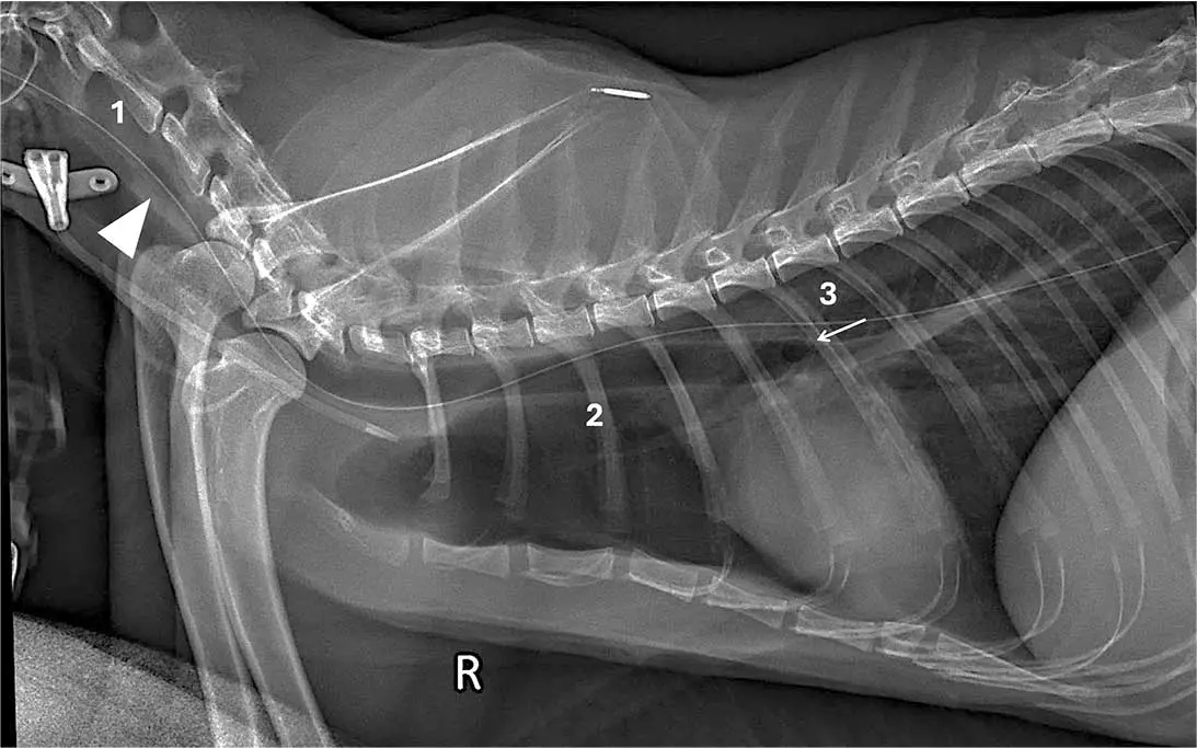 Figure 4. Case four.