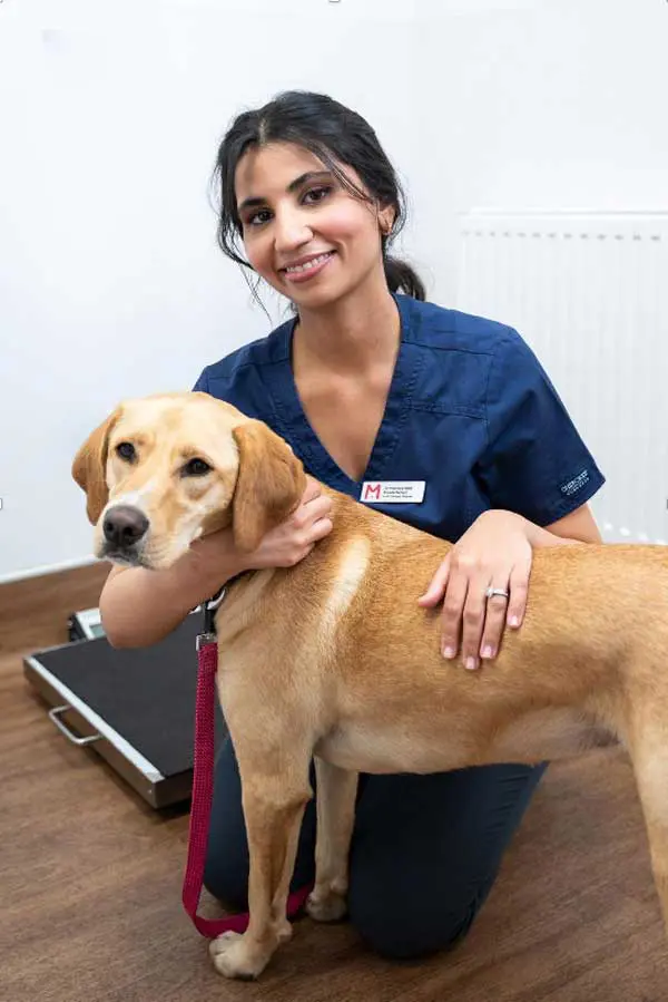 A vet gives a gentle hug to a golden labrador dog.
