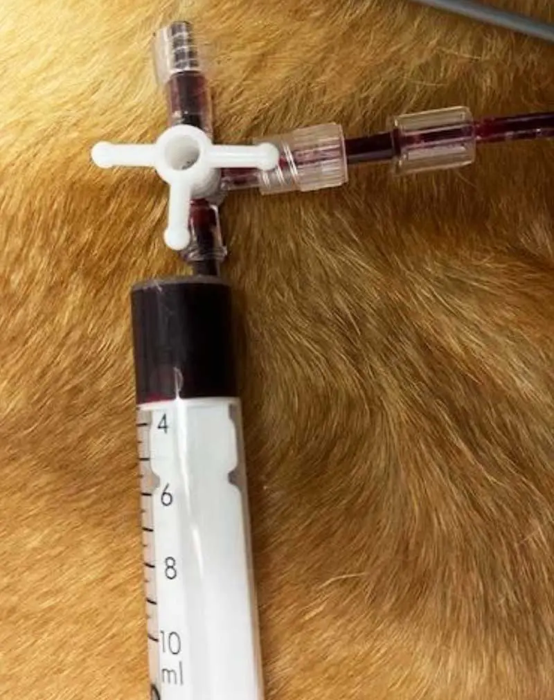 Haemorrhage like aspirate collected by ultrasound-guided abdominocentesis.