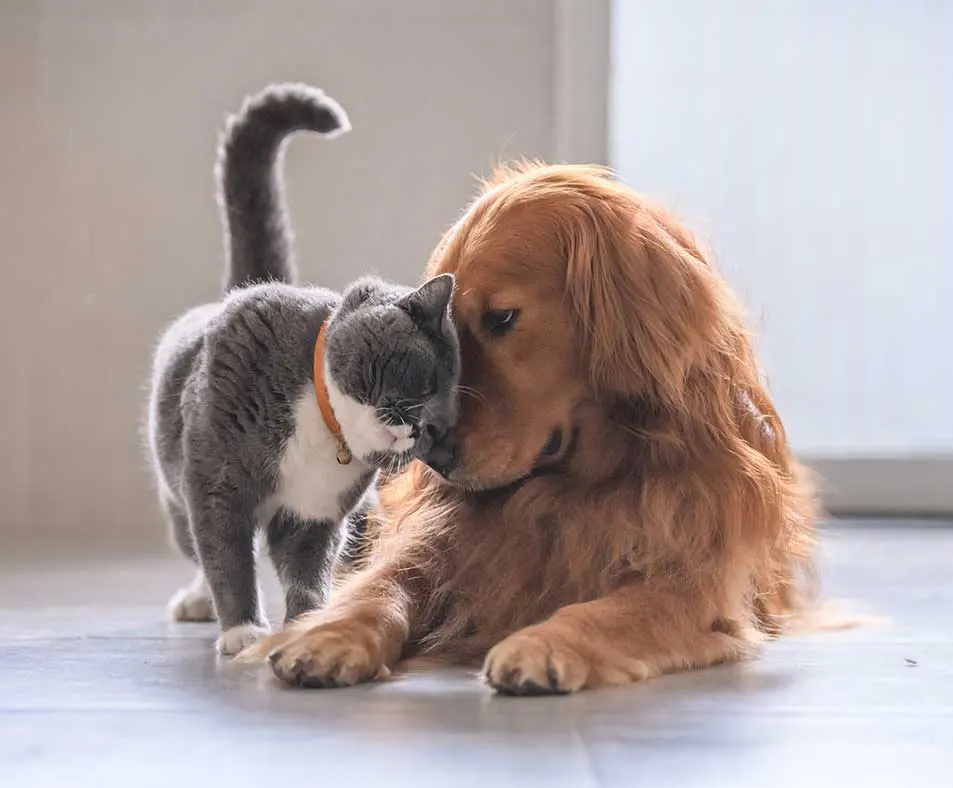 A cat and dog snuggle faces on a kitchen floor. Image: chendongshan / Adobe Stock