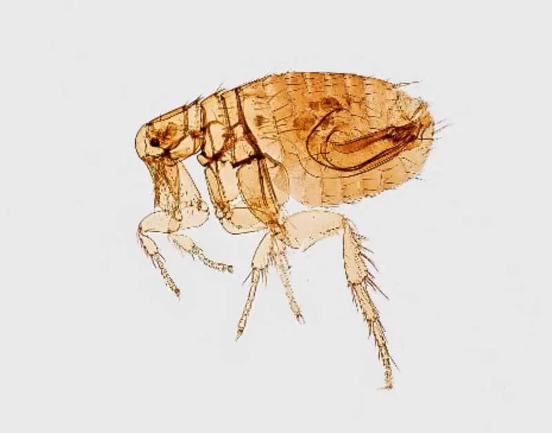 A flea. Image: Excel Pest Services