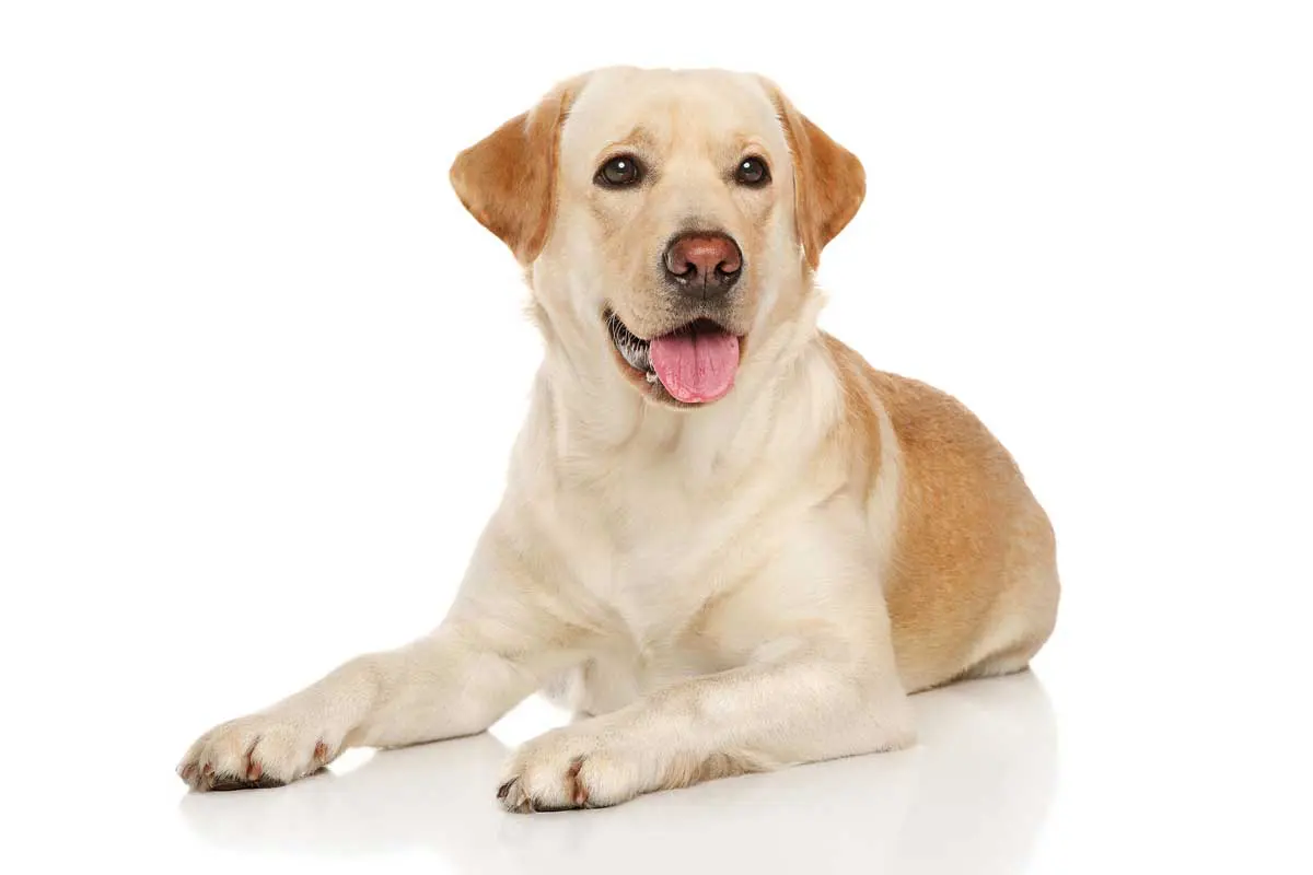 A Labrador. Image: jagodka / Adobe Stock