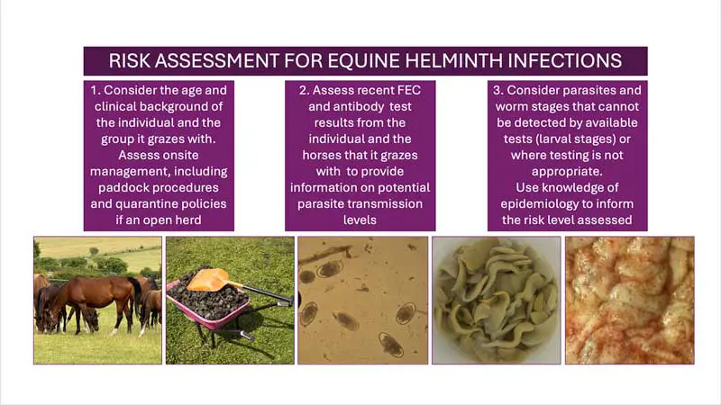 Figure 1. Risk assessment for equine helminths.