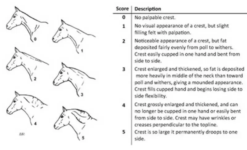 Figure 1. Cresty neck scoring25.