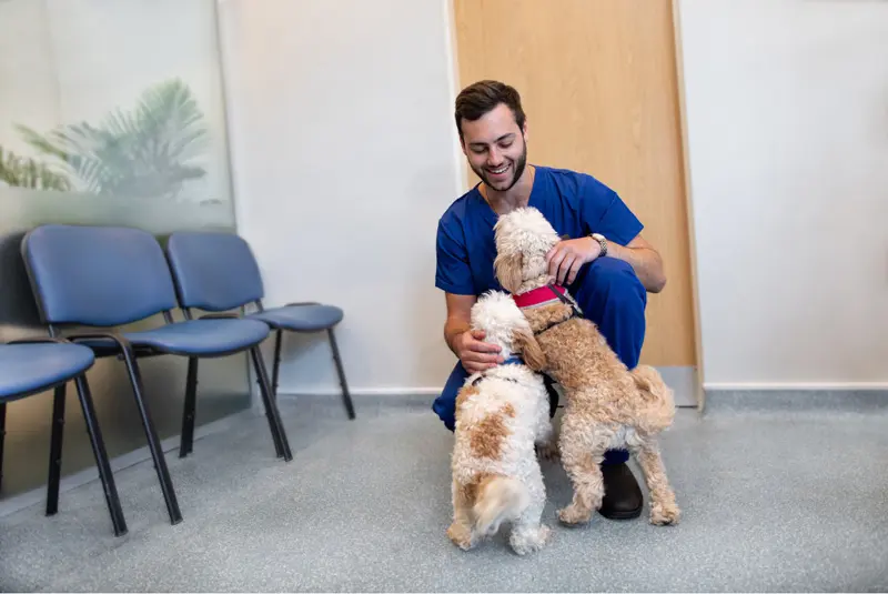 A vet playing with two small dogs, laughing.